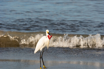 Heron with piece of red fish meat in its beak