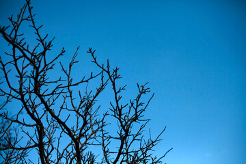 Lots of dark branches without leaves