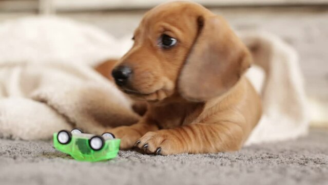 Cute dachshund puppy nibbles on a toy.