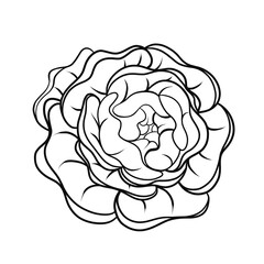 Peony flower black outline isolated on white background