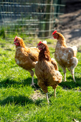 Free range chicken on a farm 