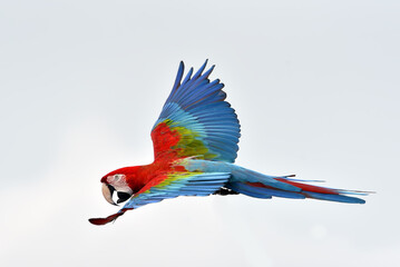 Scarlet macaw birds flying in the sky