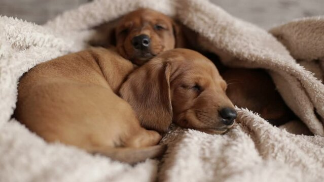 Cute dachshund puppies sleep cuddled up to each other. Beautiful little dogs lie on the bedspread.