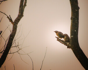 bird on a branch