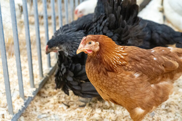 Free range chicken on a farm 