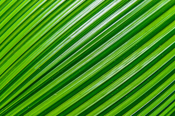 Texture Of Palm Leaf