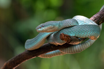 Sunda Island pitviper (Blue insularis) coiled around a tree