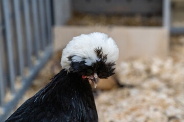 Polish chicken (hollandse witkuif) free range chicken on a farm with beautifull feathers and a nice crest. This one is called the white crest from holland.
