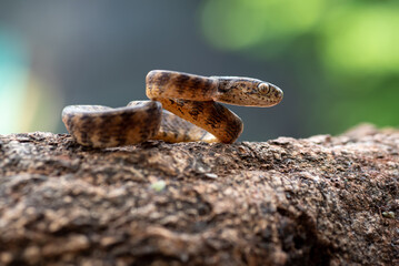 Slug eater snake coiled around a tree trunk