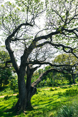 Fototapeta na wymiar Big trees and branches extend to shade in Sri lanka.