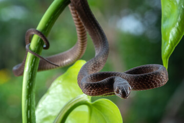 Slug eater snake coiled around a tree trunk