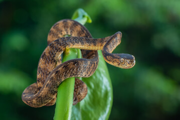 Slug eater snake coiled around a tree trunk