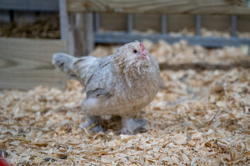 Small cochin looking type of chicken hen (baardkuifhoen) looking into the camera walking on wood fibre, this chicken is unique with a lovely beard
