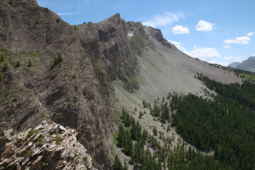 Cliffs and fir trees in the Mercantour National Park on a July afternoon (Haut Verdon, Alpes-de-Haute-Provence, France)