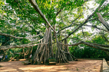The Great Banyan is a banyan tree (Ficus benghalensis) located in Sri Lanka.