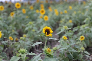Sunflowers