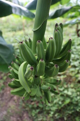 Obraz premium Banana