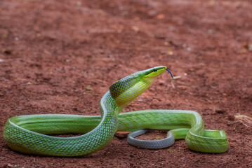 Obraz premium the red-tailed green ratsnake in strike position