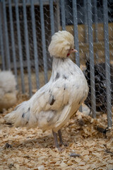 Polish chicken (hollandse witkuif) free range chicken on a farm with beautifull feathers and a nice crest. This one is called the white crest from holland.
