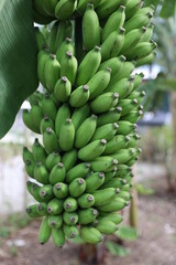 Banana