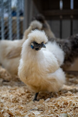 Silkie chicken (zijdehoen (nl) or Chinese silk chicken) with a beautifull plumage and feather, showing his blue skin unique for this free range chicken hen. They have unique blue ears