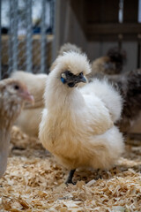 Silkie chicken (zijdehoen (nl) or Chinese silk chicken) with a beautifull plumage and feather, showing his blue skin unique for this free range chicken hen. They have unique blue ears