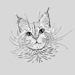 Cat sketch black white in line art style on grey background. Vector illustration print. Female character. Textile drawing. Maine coon kitty.