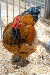 Huge brahma chicken on a free range farm showing his beautifull colours