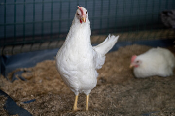 White leghorn chicken / chicken de livorno, the most beautifull italian chicken, known for giving the most eggs per year, 
