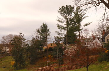 Early Spring Scene, Hillside Homes, Forsythia, Trees in Bloom, Cloudy Day