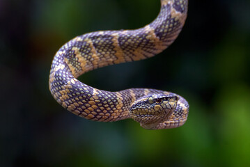 Temple pit viper coiled around a tree