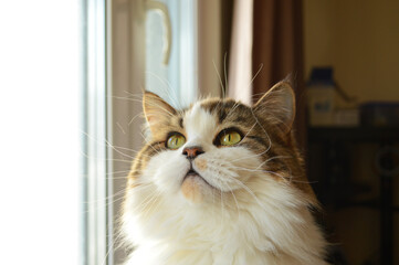 Close-up of fluffy highland straight cat looking up