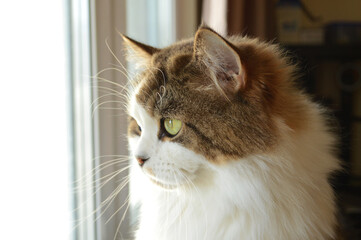 Close-up of fluffy highland straight cat looking in window