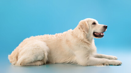 Portrait of cute healthy dog lying at blue studio wall