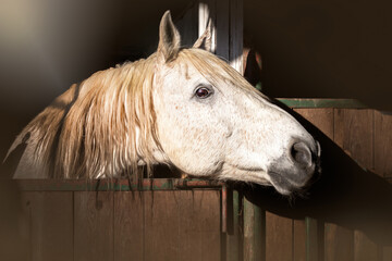 Portrait of a white horse's head in the stable. On black background. Sad lonely stressed animal on the farm