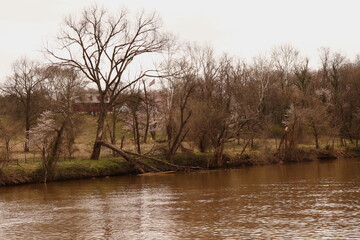 Obraz premium Muddy Water, Bare Trees, Early Spring River Scene