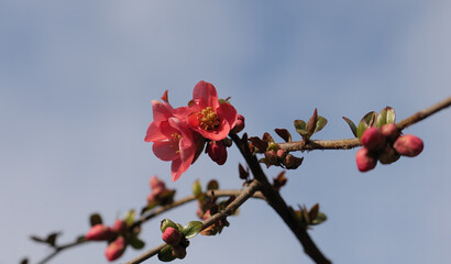 Fototapeta na wymiar Close-up shot of blooming Japanese Quince buds with sky in the background