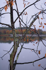 tree in autumn