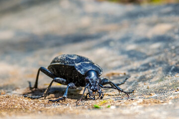 Carabus coriaceus is a species of beetle widespread in Europe, where it is primarily found in deciduous forests and mixed forests. Front view