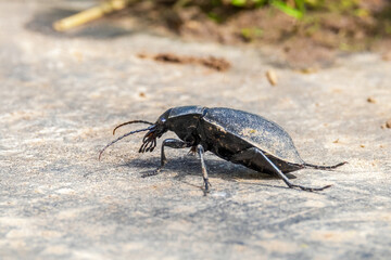 Carabus coriaceus is a species of beetle widespread in Europe, where it is primarily found in deciduous forests and mixed forests. Close up.