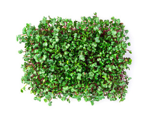 Micro greenery, top view, isolated on a white background.