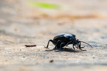 Carabus coriaceus is a species of beetle widespread in Europe, where it is primarily found in deciduous forests and mixed forests. Front view