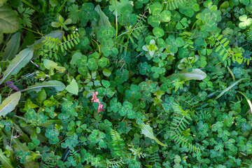 Tapis de plantes vertes sauvages au printemps en Corse