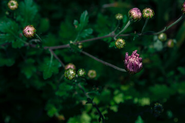 Chrysanthemum buds on a dark green background