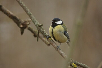 great spotted woodpecker