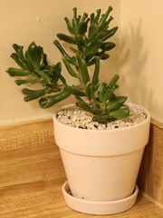 jade plant in a flowerpot