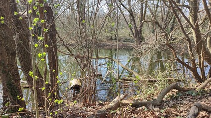 Oberwald Karlsruhe See