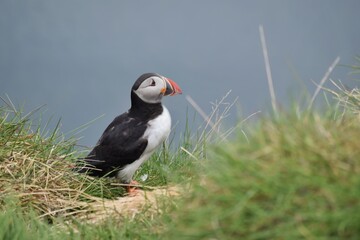 Puffin in Iceland