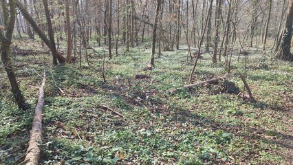 Oberwald Karlsruhe See