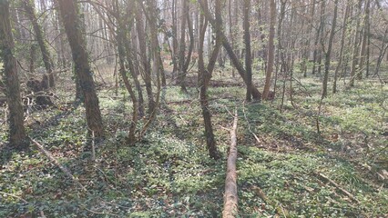 Oberwald Karlsruhe See